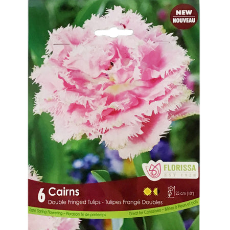 Tulip, Cairns Bulbs, 6 Pack