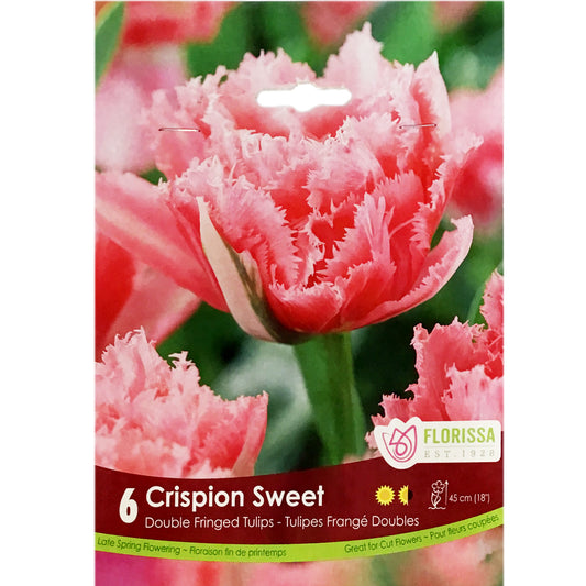 Tulip, Crispion Sweet Bulbs, 6 Pack