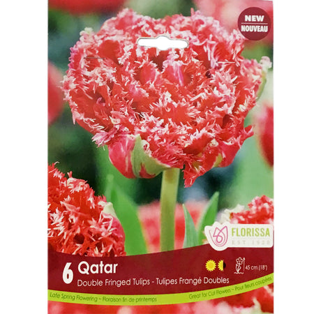 Tulip, Qartar Bulbs, 6 Pack
