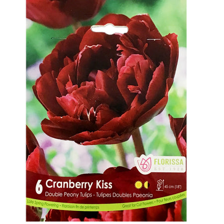 Tulip, Cranberry Kiss Bulbs, 6 Pack