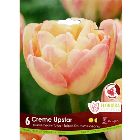 Tulip, Creme Upstar Bulbs, 6 Pack