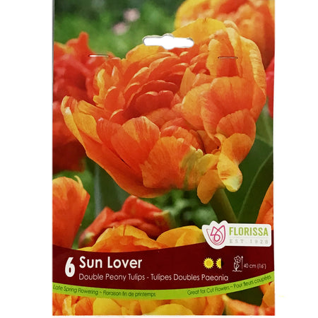 Tulip, Sun Lover Bulbs, 6 Pack