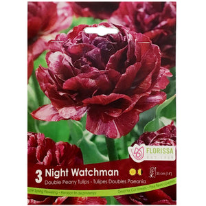 Tulip, Night Watchman Bulbs, 6 Pack
