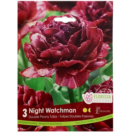 Tulip, Night Watchman Bulbs, 6 Pack