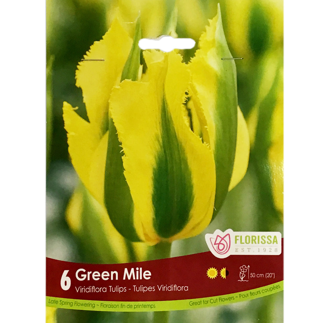 Tulip, Green Mile Bulbs, 6 Pack