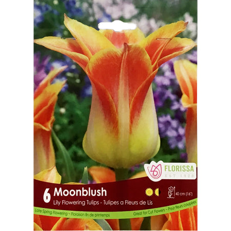 Tulip, Moonblush Bulbs, 6 Pack