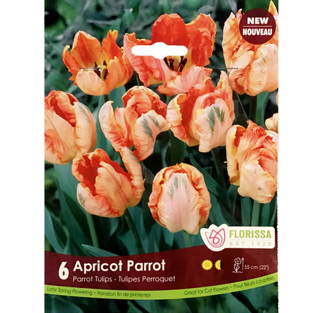 Tulip, Apricot Parrot Bulbs, 6 Pack