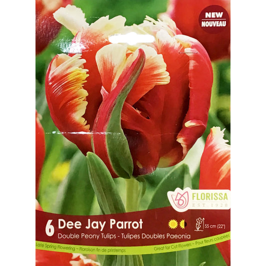 Tulip, Dee Jay Parrot Bulbs, 6 Pack