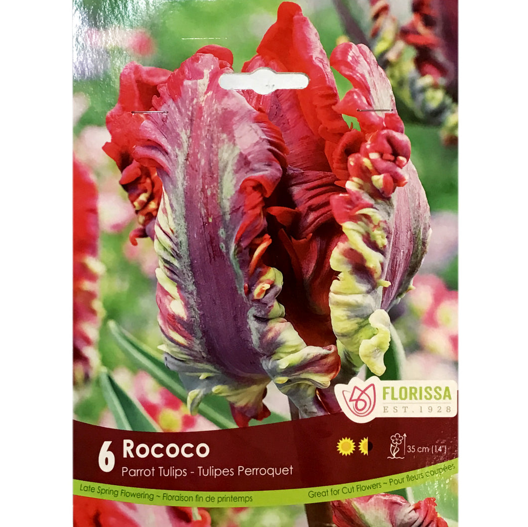 Tulip, Rococo Bulbs, 6 Pack