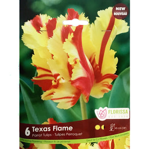 Tulip, Texas Flame Bulbs, 6 Pack