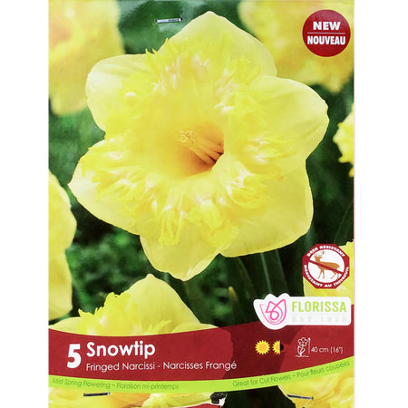Narcissi, Snowtips, Bulbs, 5 Pack
