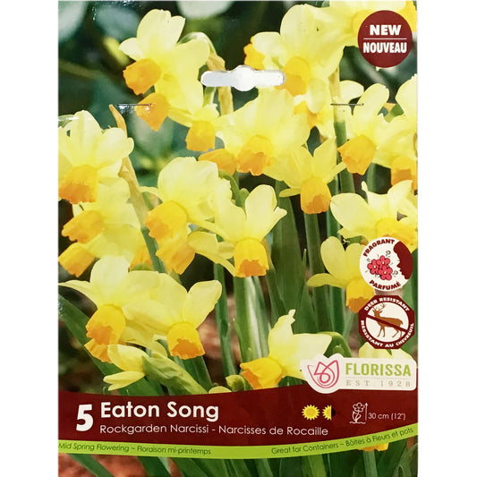 Narcissi, Eaton Song Bulbs, 5 Pack