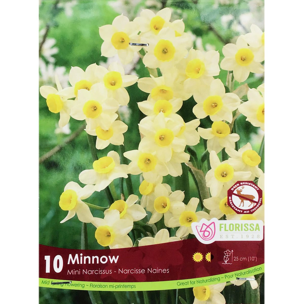 Narcissi, Minnow Tops Bulbs, 10 Pack