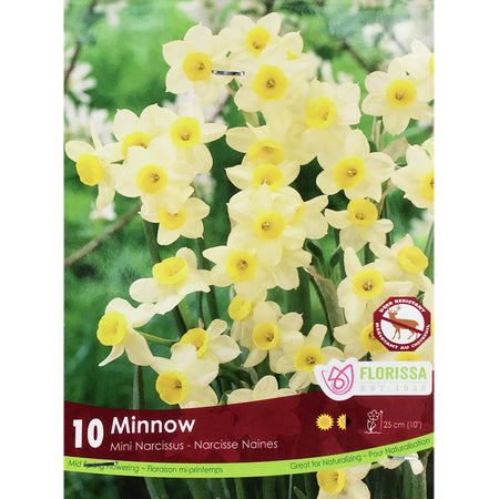 Narcissi, Minnow Tops Bulbs, 10 Pack