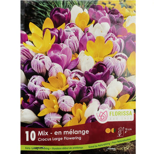Crocus, Sieberi, Mixed Colours, 10 Pack
