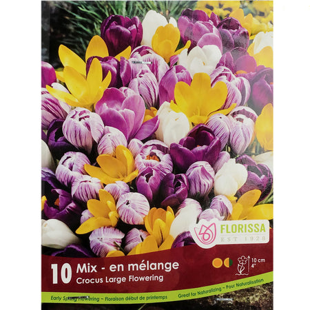 Crocus, Sieberi, Mixed Colours, 10 Pack