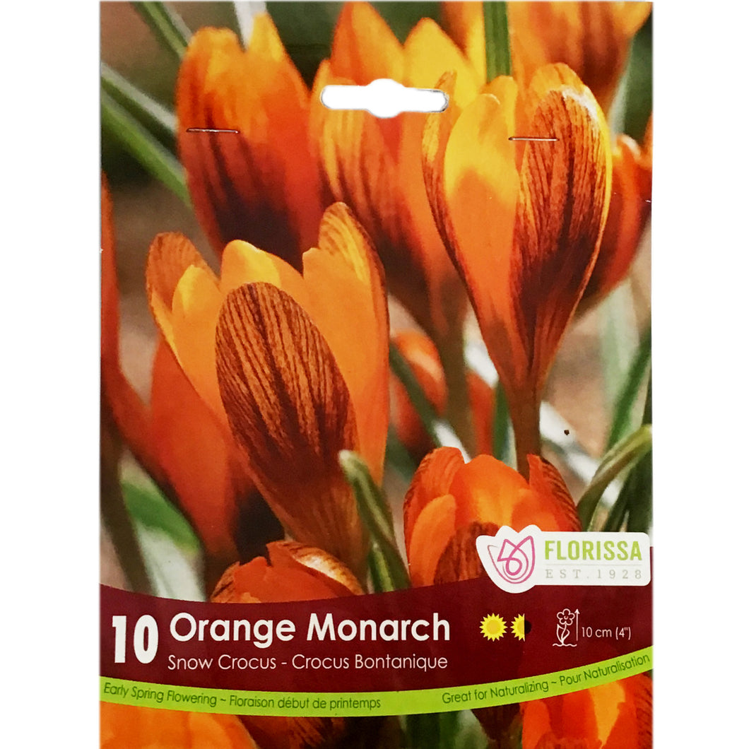 Crocus, Orange Monarch, 10 Pack