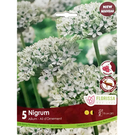 Allium - Nigrum Bulbs, 5 Pack