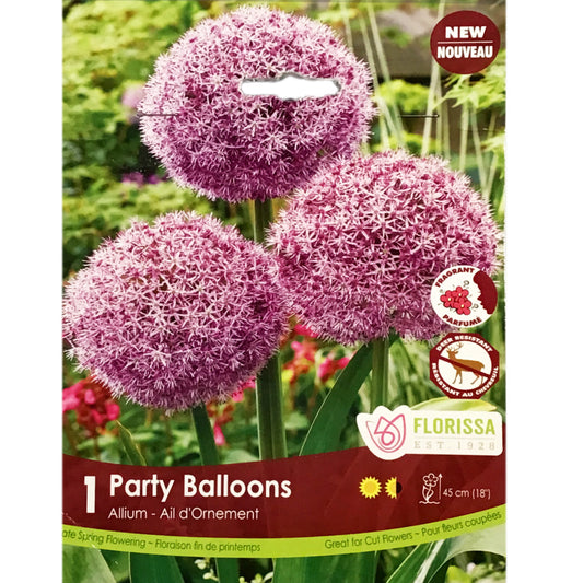 Allium - Party Baloons Bulbs, 1 Pack