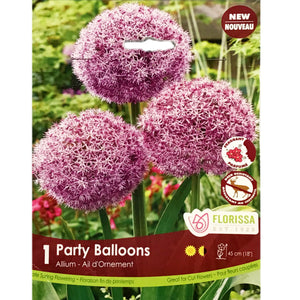 Allium - Party Baloons Bulbs, 1 Pack