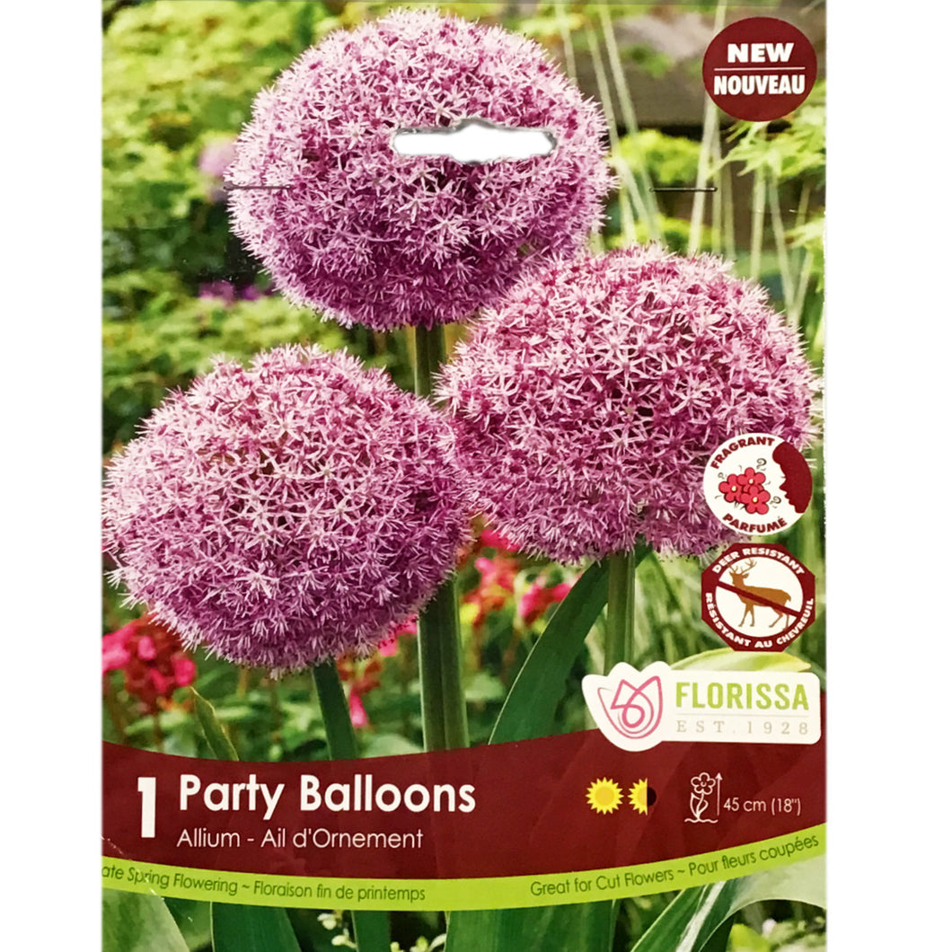 Allium - Party Baloons Bulbs, 1 Pack