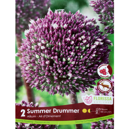 Allium - Summer Drummer Bulbs, 2 Pack
