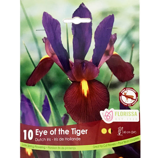 Iris, Dutch  Eye of the Tiger 10 Pack