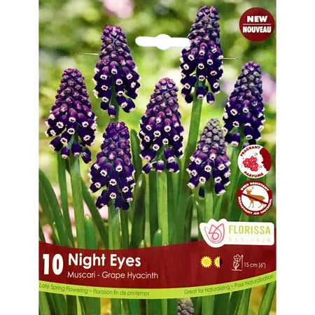 Muscari - Night Eyes Bulbs, 10 Pack