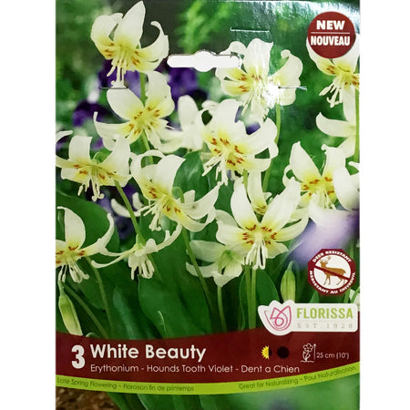 Erythronium - White Beauty Tops , 3 Pack