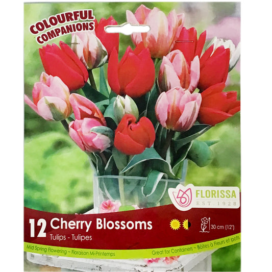 Tulip, Triumph - Cherry Blossoms Bulbs, 16 Pack
