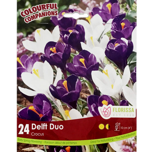 Crocus - Delft Duo Bulbs, 24 Pack