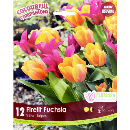 Tulip, - Firelite Fushia Bulbs, 12 Pack