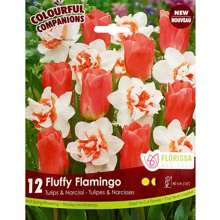 Tulip, -Fluffy Flamingo Bulbs, 12 Pack
