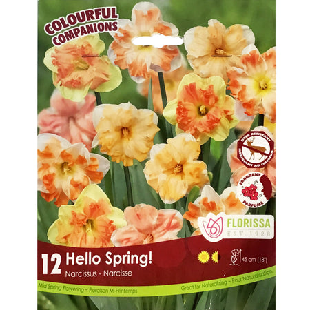 Tulip, -Hello Spring Bulbs, 12 Pack
