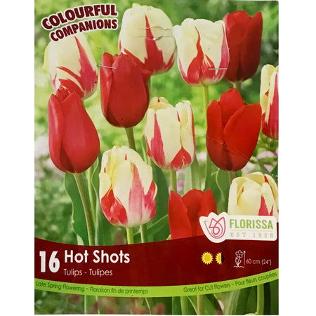 Tulip, Triumph - Hot Shots Bulbs, 16 Pack