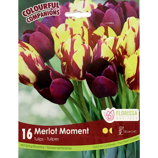 Tulip, Triumph - Merlot Moment Bulbs, 16 Pack