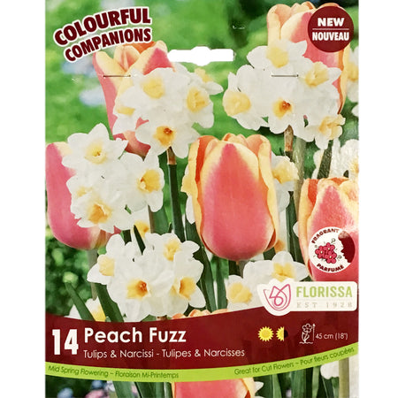 Tulip, Peach Fuzz Bulbs, 14 Pack
