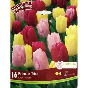 Tulip, Prince Trio Bulbs, 14 Pack