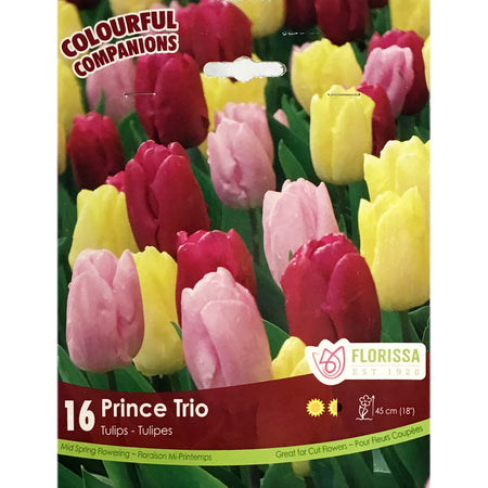 Tulip, Prince Trio Bulbs, 14 Pack