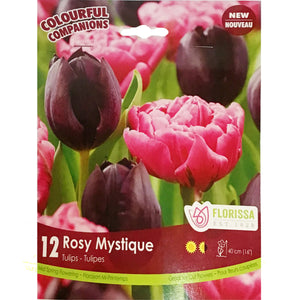 Colourful Companions - Rosy Mystiqu Bulbs, 12 Pack