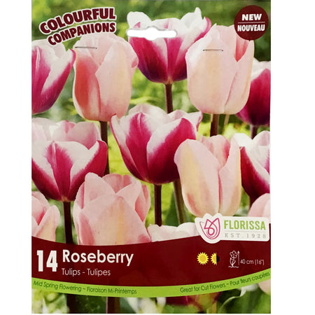 Tulip, Triumph - Roseberry Bulbs, 14 Pack