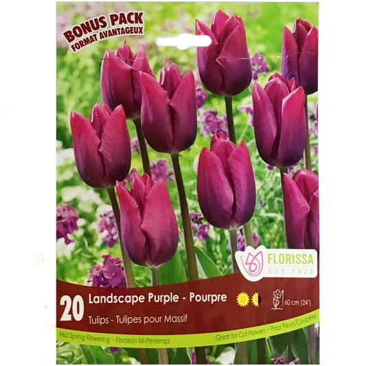 Tulip-Landscape Purple Bulbs, 20 Pack