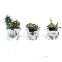 Load image into Gallery viewer, 2in, Cactus, Fix-It Screw Pot
