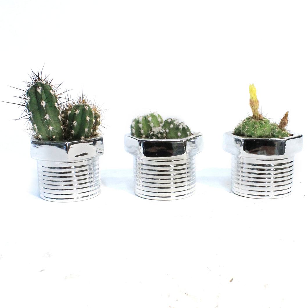 2in, Cactus, Fix-It Screw Pot