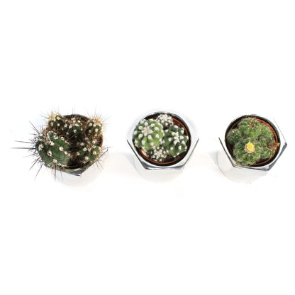 2in, Cactus, Fix-It Screw Pot