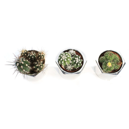 2in, Cactus, Fix-It Screw Pot