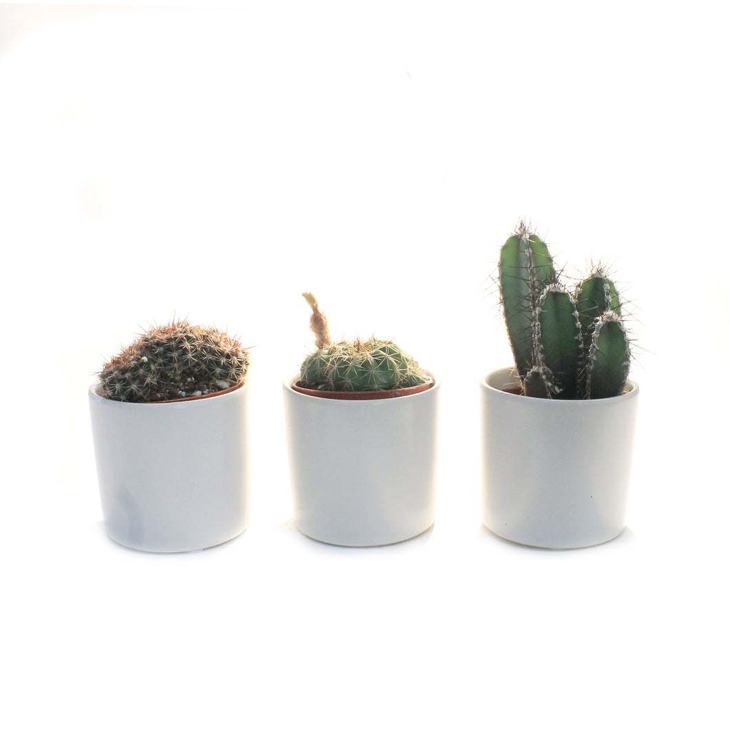 2in, Cactus, Matte Modern Pot