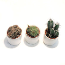 Load image into Gallery viewer, 2in, Cactus, Matte Modern Pot
