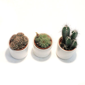 2in, Cactus, Matte Modern Pot