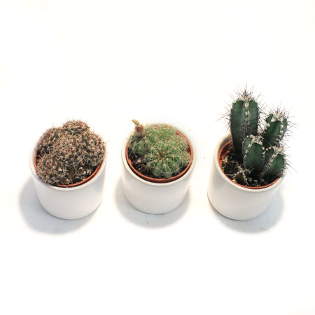 2in, Cactus, Matte Modern Pot